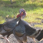 201603 turkey.jpg